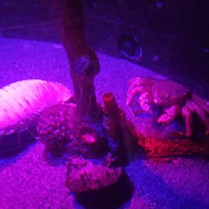 Giant Isopod and Horsehair Crab