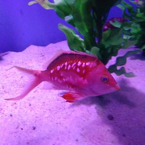 Cherry Anthias