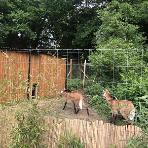 New Maned Wolf Enclosure