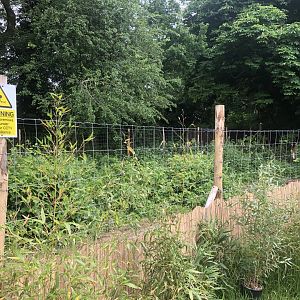 New Maned Wolf Enclosure