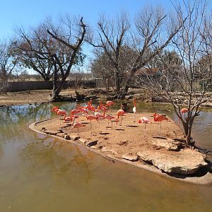 Wetlands - Flamingo/Waterfowl Pond