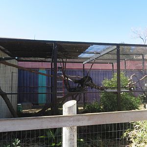 Tayra Enclosure