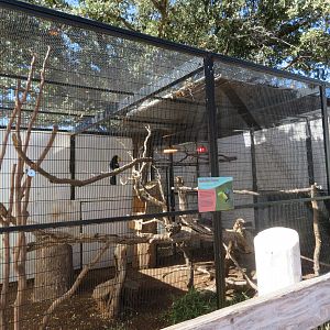 Keel-billed Toucan Enclosure