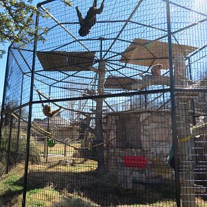 Black Howler Exhibit