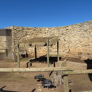 Capybara/Screamer Yard