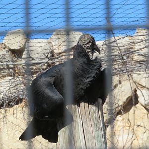 Black Vulture