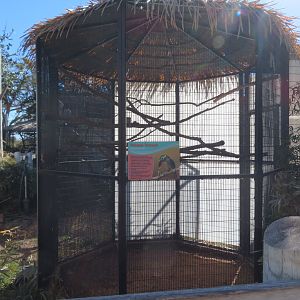 Guianan Toucanet Exhibit