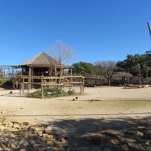 Giraffe/Marabou Stork/Guineafowl Yard