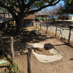 Aldabra Tortoise Yard