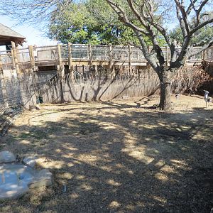 Kori Bustard/Blue Duiker Yard