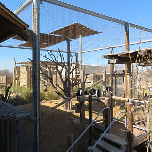 Angolan Colobus Exhibit