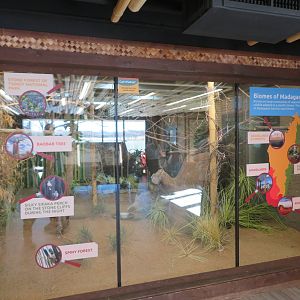 Madagascar Mixed Aviary (Indoor) (8 species)