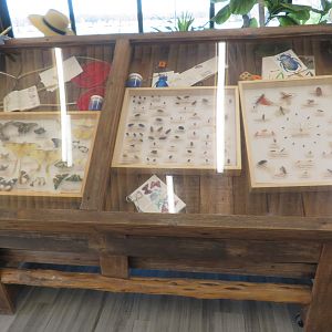 Pinned Insect Display