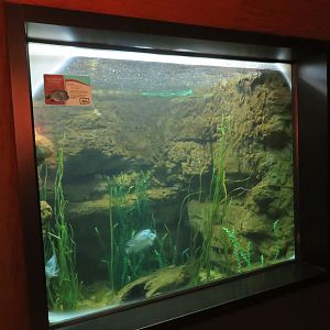 Rio Grande Cichlid Tank