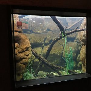 Common Snapping Turtle Tank