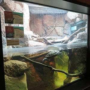 Caiman Lizard/Turtle Tank