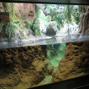 Alligator Snapping Turtle Tank