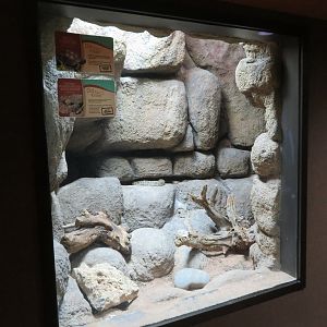 Rattlesnake/Tortoise Exhibit