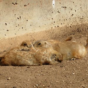 Black-tailed Prairie Dogs