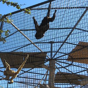 Black Howler Monkeys