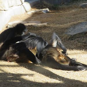 Central American Spider Monkeys