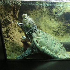 Alligator Snapping Turtle