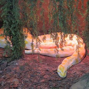 Albino Burmese Python