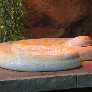 Albino Burmese Python