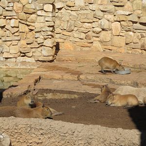 Capybaras