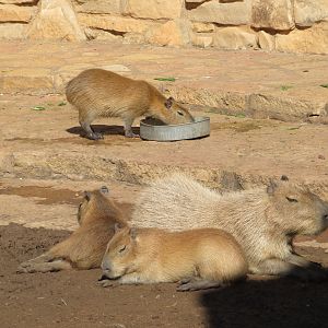 Capybaras