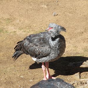 Southern Screamer