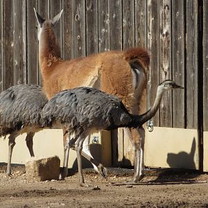 Guanaco and Rheas