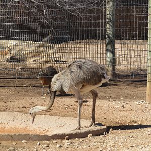 Greater Rhea