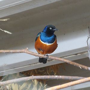 Superb Starling