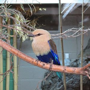 Blue-bellied Roller