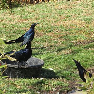 Great-tailed Grackles (Wild)