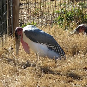 Marabou Stork