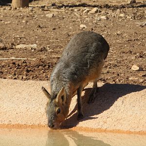 Patagonian Mara