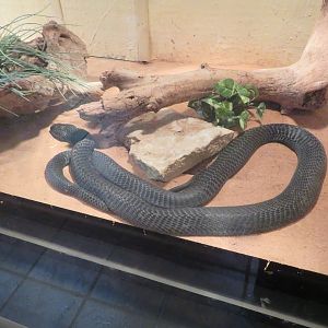 Black-necked Spitting Cobra