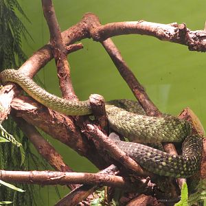 Black-tailed Jameson's Mamba