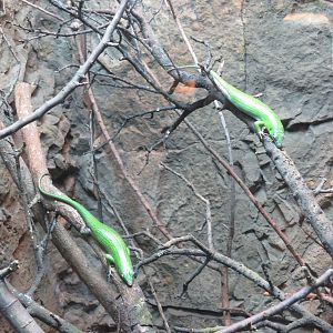Emerald Tree Skinks