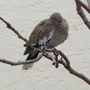 White-winged Dove.