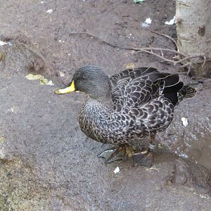 Yellow-billed Duck (unsigned)