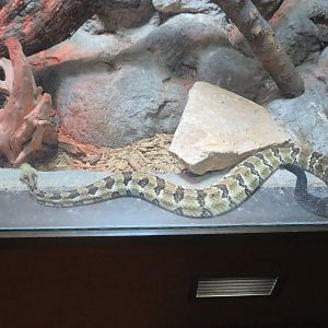 Timber Rattlesnake