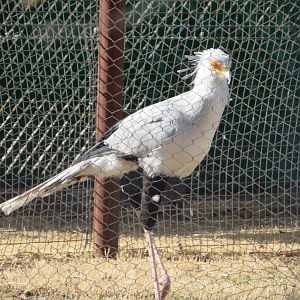 Secretarybird
