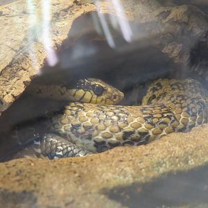 Malagasy Giant Hognose Snake
