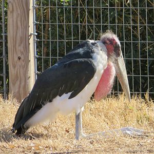 Marabou Stork