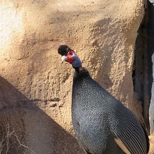 Kenyan Crested Guineafowl