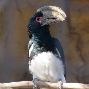 Trumpeter Hornbill