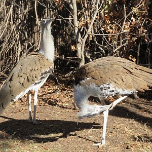 Kori Bustards